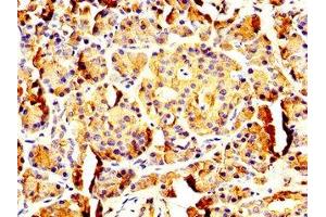 IHC image of ABIN7162579 diluted at 1:200 and staining in paraffin-embedded human pancreatic tissue performed on a Leica BondTM system. (PNLIP antibody  (AA 60-214))