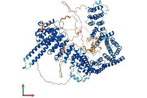 AlphaFold protein structure predicition of Human Recombinant STAG1 Protein, UniprotID Q8WVM7 (Stromal Antigen 1 Protein (STAG1) (AA 1-1258) (His tag))