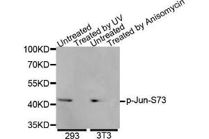 Western Blotting (WB) image for anti-Jun Proto-Oncogene (JUN) (pSer73) antibody (ABIN3023568) (C-JUN antibody  (pSer73))