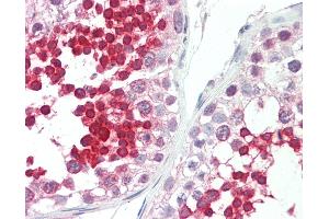 Anti-ROPN1L antibody IHC staining of human testis.