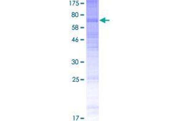 GPR114 Protein (AA 1-528) (GST tag)
