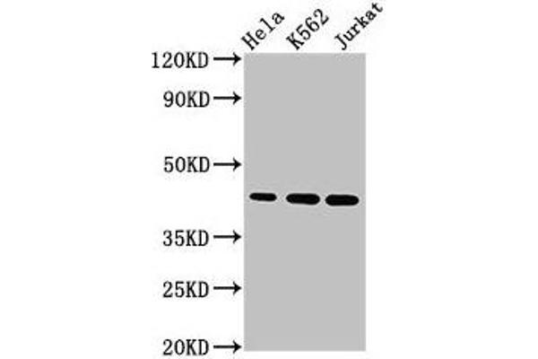 PHF6 anticorps  (AA 2-312)