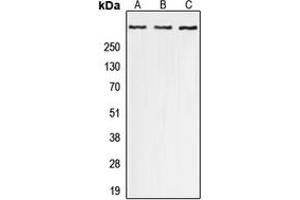 Western blot analysis of p300 (pS1834) expression in A549 (A), Raw264. (p300 antibody  (C-Term, pSer1834))