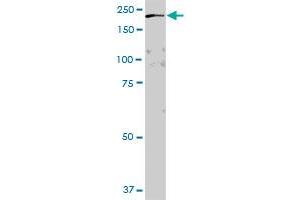 GAPVD1 MaxPab polyclonal antibody. (GAPVD1 antibody  (AA 1-629))