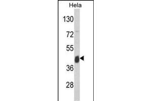 Western blot analysis of ASS Antibody (Center) (ABIN390810 and ABIN2841047) in Hela cell line lysates (35 μg/lane).