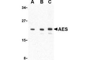 Western blot analysis of AES in 293 cell lysate with AES antibody at (A) 1, (B) 2 and (C) 4 μg/ml. (AES antibody  (C-Term, N-Term))