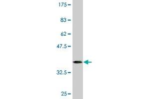 Western Blot detection against Immunogen (36. (Retinoid X Receptor beta antibody  (AA 161-260))