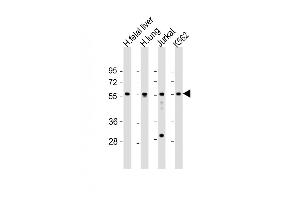 EFS antibody  (AA 367-399)