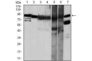 Western blot analysis using HSP90AA1 mouse mAb against NIH3T3 (1), HeLa (2), HCT116(3), HL-60 (4) and C0S7 (5) cell lysate. (HSP90AA1 antibody)