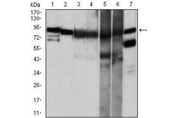 HSP90AA1 antibody