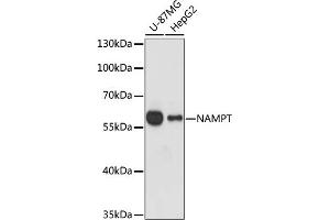 Western blot analysis of extracts of various cell lines, using NAMPT antibody (ABIN1873817) at 1:1000 dilution. (NAMPT antibody)
