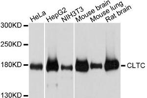 Western blot analysis of extracts of various cells, using CLTC antibody. (Clathrin Heavy Chain (CLTC) antibody)