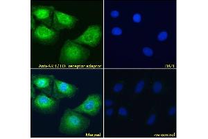 ABIN185037 Immunofluorescence analysis of paraformaldehyde fixed U2OS cells, permeabilized with 0. (LDLRAP1 antibody  (N-Term))