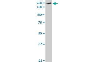 Western Blotting (WB) image for anti-Eukaryotic Translation Initiation Factor 4 Gamma, 1 (EIF4G1) (AA 1500-1599) antibody (ABIN515213)