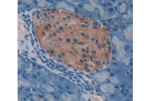 Figure. (Elastase 4 antibody  (AA 30-268))
