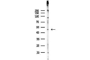 Western blot analysis of lysates from Mouse liver, using POU4F1 Antibody at 1/1000 dilution.