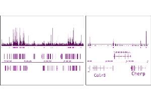 OGT/O-GlcNAc transferase (pAb) tested by ChIP-Seq. (OGT antibody  (N-Term))