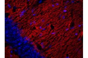 Indirect immunofluorescence labeling of a PFA fixed mouse hippocampus section (dilution 1 : 200; red). (Synaptogyrin 1 antibody  (AA 220-234))