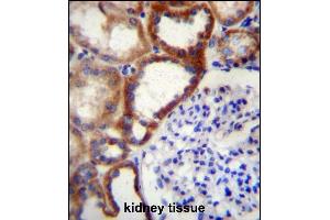 STARD4 Antibody (N-term) (ABIN656728 and ABIN2845952) immunohistochemistry analysis in formalin fixed and paraffin embedded human kidney tissue followed by peroxidase conjugation of the secondary antibody and DAB staining. (STARD4 antibody  (N-Term))