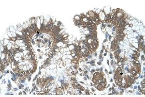 Human Stomach (POFUT2 antibody  (C-Term))