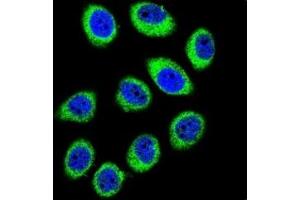 Confocal immunofluorescent analysis of GCLC antibody with U-251MG cells followed by Alexa Fluor 488-conjugated goat anti-rabbit lgG (green). (GCLC antibody  (AA 1-30))