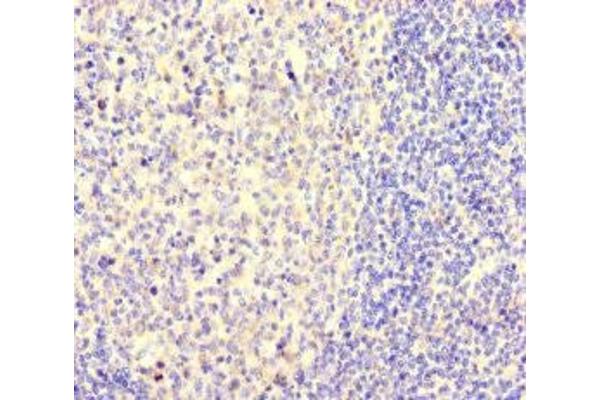 NEO1 antibody  (AA 414-682)