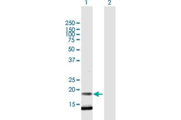 C12orf65 Antikörper  (AA 1-166)