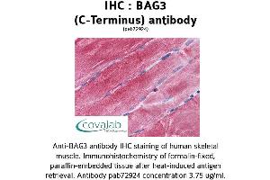 Image no. 2 for anti-BCL2-Associated Athanogene 3 (BAG3) (C-Term) antibody (ABIN1732194) (BAG3 antibody  (C-Term))