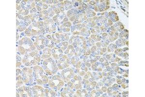 Immunohistochemistry of paraffin-embedded Mouse stomach using SKAP2 Polyclonal Antibody at dilution of 1:100 (40x lens). (SKAP2 antibody)