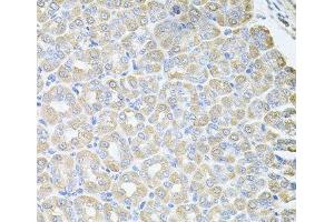 Immunohistochemistry of paraffin-embedded Mouse stomach using SKAP2 Polyclonal Antibody at dilution of 1:100 (40x lens).