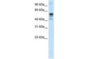 Image no. 1 for anti-Nuclear Factor (erythroid-Derived 2)-Like 2 (NFE2L2) (C-Term) antibody (ABIN202802) (NRF2 antibody  (C-Term))