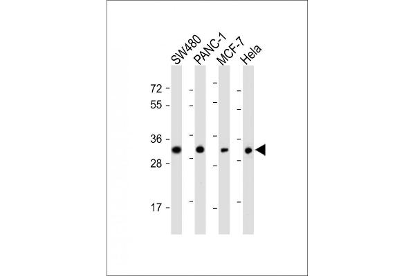 OR7C2 antibody  (AA 286-319)