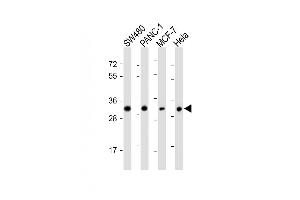 All lanes : Anti-OR7C2 Antibody at 1:1000 dilution Lane 1: S whole cell lysate Lane 2: NC-1 whole cell lysate Lane 3: MCF-7 whole cell lysate Lane 4: Hela whole cell lysate Lysates/proteins at 20 μg per lane. (OR7C2 antibody  (AA 286-319))