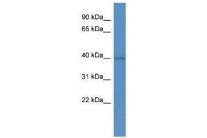 WB Suggested Anti-SOX1 AntibodyTitration: 1. (SOX1 antibody  (N-Term))