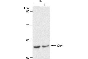 Western Blotting (WB) image for anti-Checkpoint Kinase 1 (CHEK1) (AA 200-250) antibody (ABIN7453256) (CHEK1 antibody  (AA 200-250))