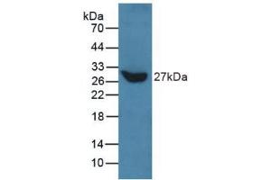 Talin antibody  (AA 975-1181)