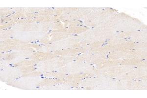 Detection of CASP6 in Bovine Skeletal muscle Tissue using Polyclonal Antibody to Caspase 6 (CASP6) (Caspase 6 antibody  (AA 194-293))