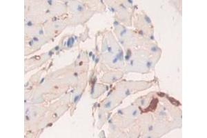 Figure. (ENPP1 antibody  (AA 568-789))