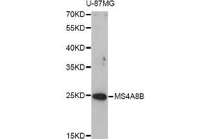 Western blot analysis of extracts of U-87MG cells, using MS4A8B antibody (ABIN5998264) at 1/1000 dilution.