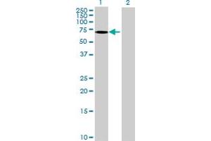 Western Blot analysis of GRB10 expression in transfected 293T cell line ( H00002887-T02 ) by GRB10 MaxPab polyclonal antibody. (GRB10 antibody  (AA 1-536))