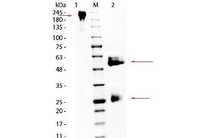 SDS PAGE of Horse IgG Whole Molecule.