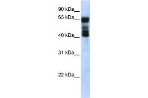 WB Suggested Anti-UGT2B4 Antibody Titration:  0. (UGT2B4 antibody  (N-Term))