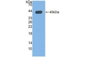 QPCT Antikörper  (AA 29-361)