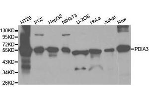 Western Blotting (WB) image for anti-Protein Disulfide Isomerase Family A, Member 3 (PDIA3) antibody (ABIN1874080) (PDIA3 antibody)