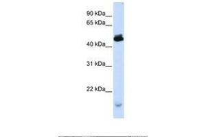 Image no. 1 for anti-Potassium Channel Modulatory Factor 1 (KCMF1) (C-Term) antibody (ABIN6737872)