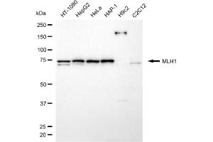 anti-MutL Homolog 1 (MLH1) antibody