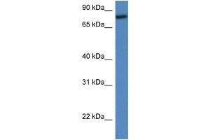 WB Suggested Anti-Rfwd2 Antibody   Titration: 1. (RFWD2 antibody  (Middle Region))