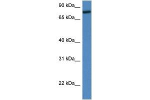 Western Blotting (WB) image for anti-Ring Finger and WD Repeat Domain 2, E3 Ubiquitin Protein Ligase (RFWD2) (Middle Region) antibody (ABIN2775650)