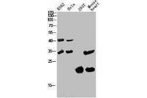 Western Blot analysis of various cells using Antibody diluted at 1:1000.