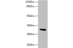 Western blot All lanes: UPK3A antibody IgG at 1. (Uroplakin 3A antibody  (AA 19-207))
